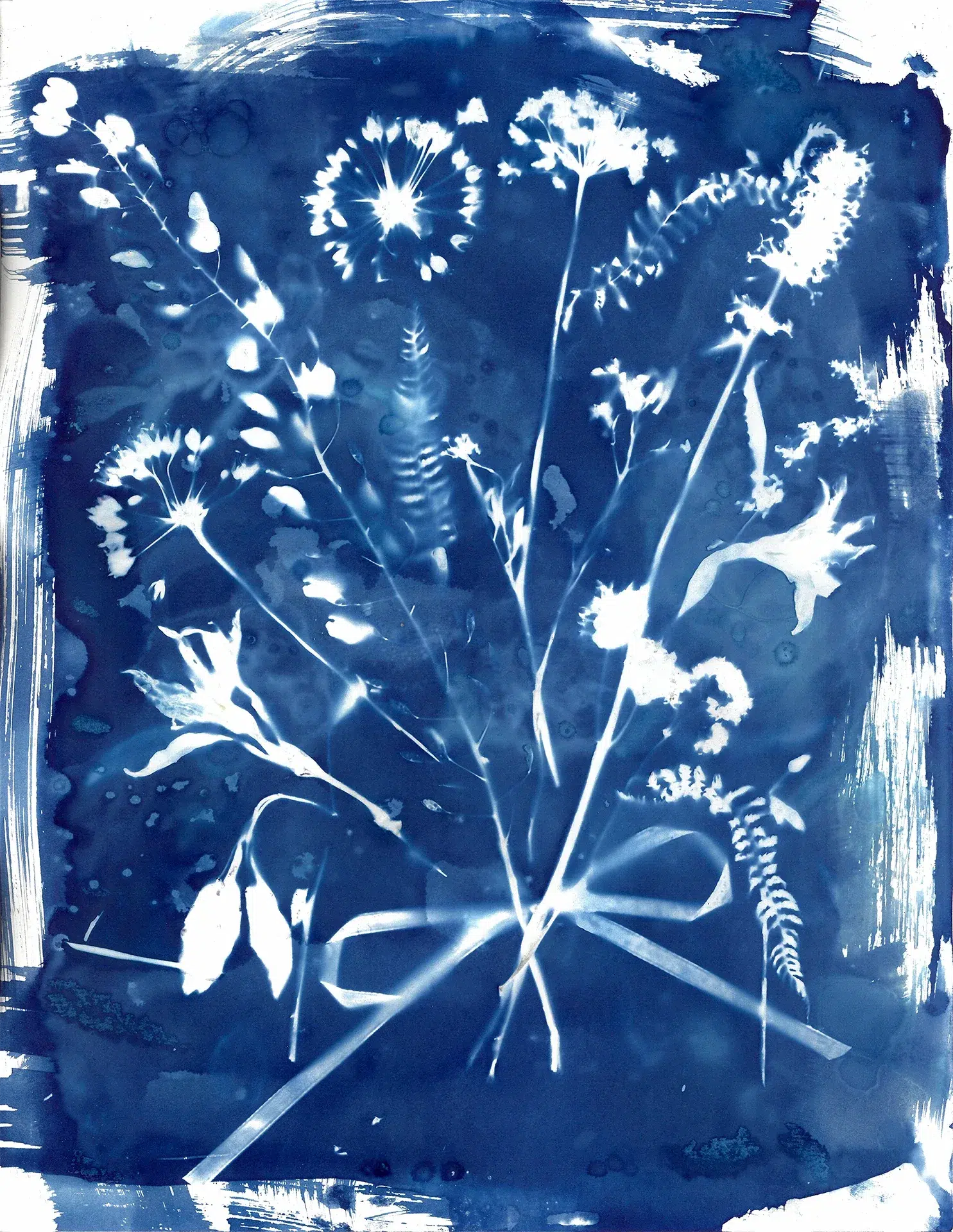 "Congratulations", a cyanotype from the Bouquet series, by Katelynn McAllister