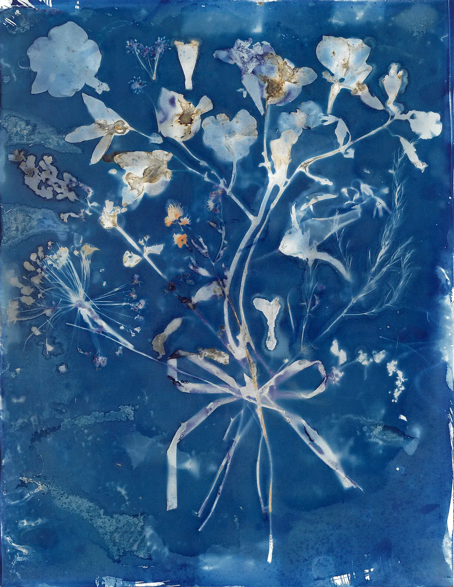 "Sorry", a cyanotype from the Bouquet series, by Katelynn McAllister