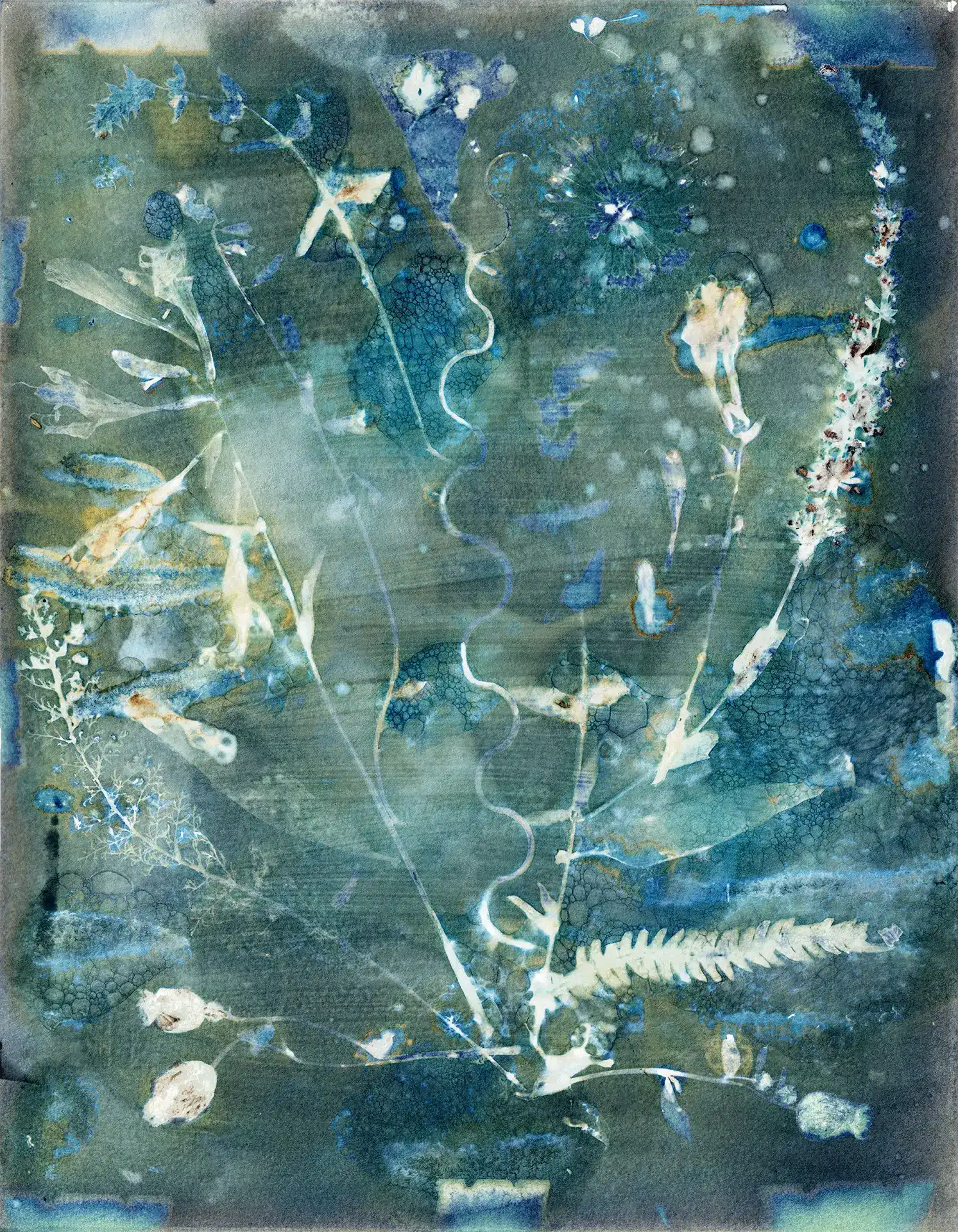 "Welcome Home", a cyanotype from the Bouquet series, by Katelynn McAllister