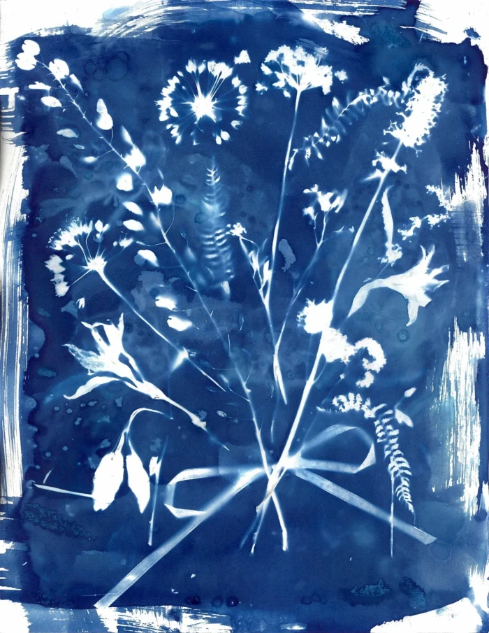 "Congratulations", a cyanotype from the Bouquet series, by Katelynn McAllister