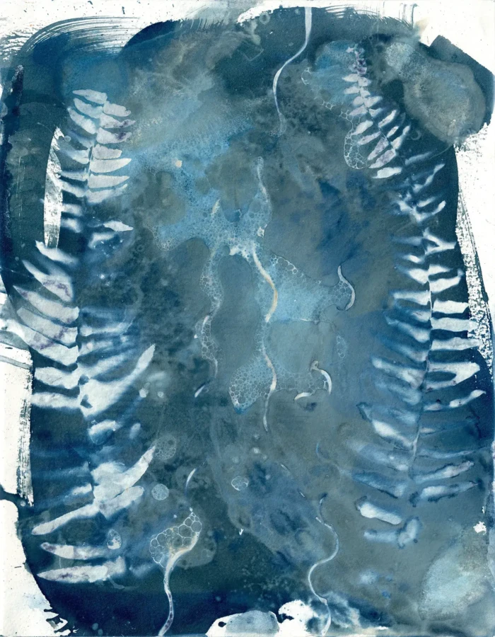 "Between Two Ferns", a cyanotype from the Compositions series, by Katelynn McAllister