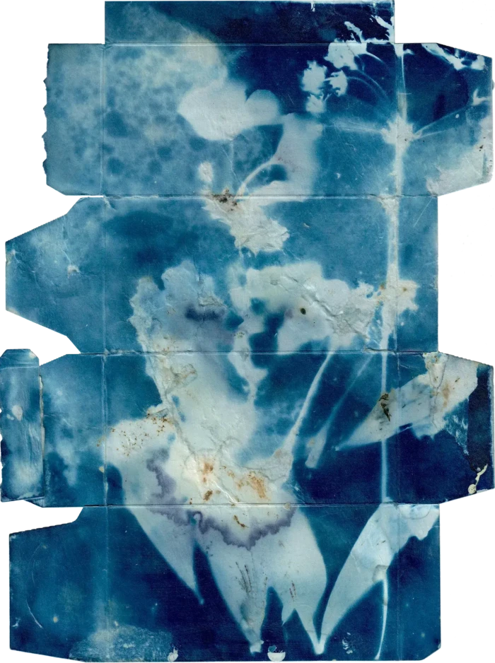 "Leftover", a cyanotype from the Compositions series, by Katelynn McAllister