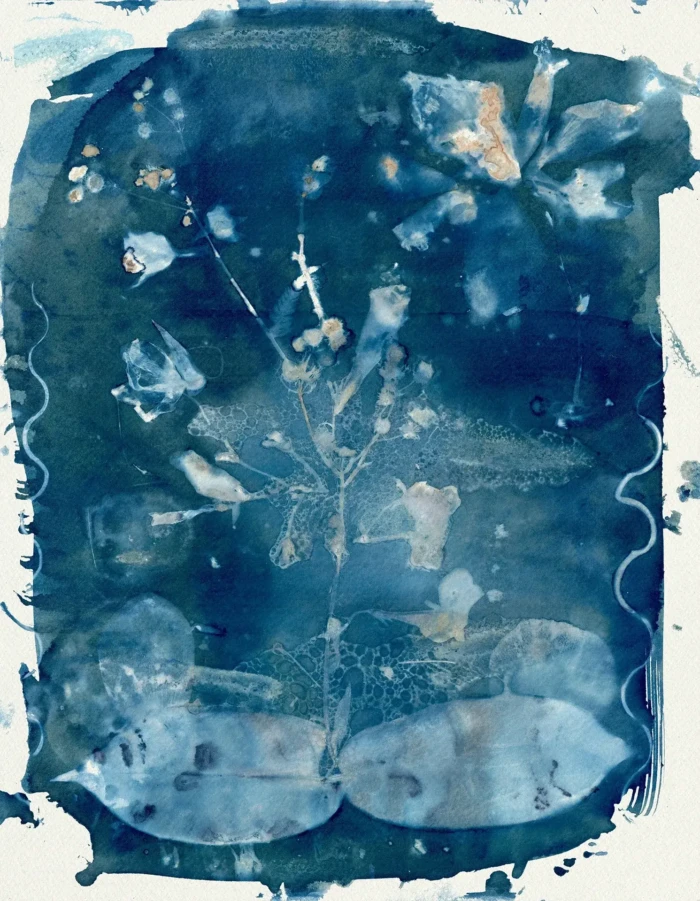 "Seedling", a cyanotype from the Compositions series, by Katelynn McAllister