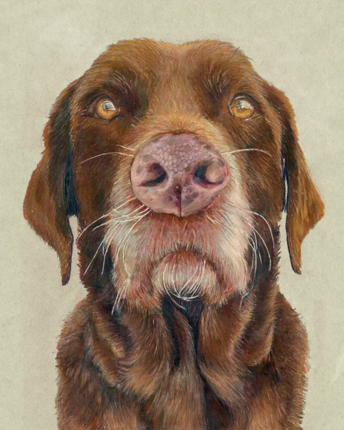"Tex", from the Drawing series, by Katelynn McAllister
