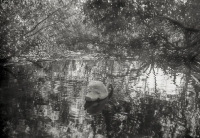"Swan", photograph from the Found series, by Katelynn McAllister