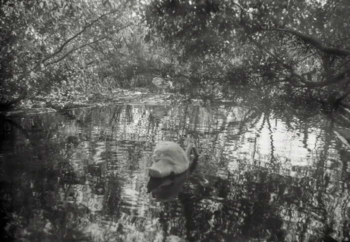 "Swan", photograph from the Found series, by Katelynn McAllister
