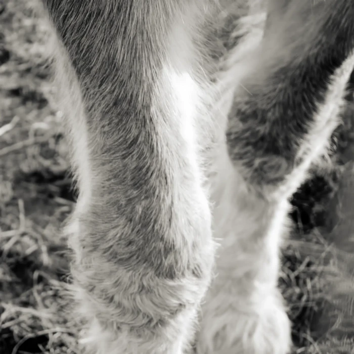 "Fetlocks", a photograph from the River Road series, by Katelynn McAllister