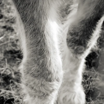 "Fetlocks", a photograph from the River Road series, by Katelynn McAllister