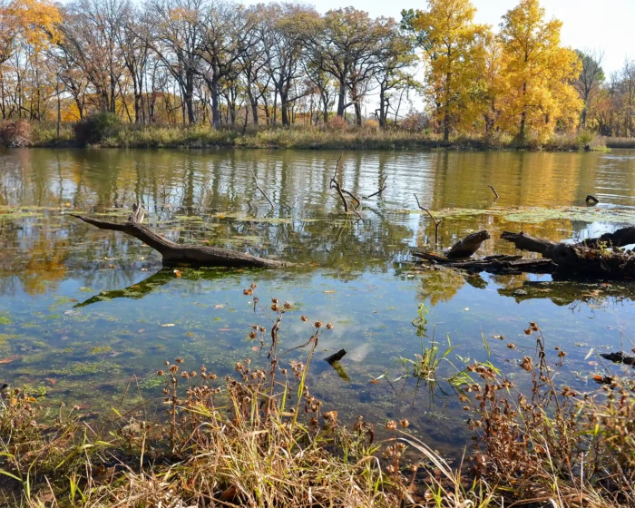 "Cicada Breeze", a photograph from the River Road series, by Katelynn McAllister