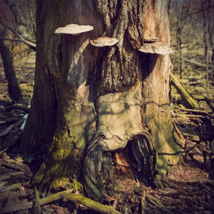 "Frog and Toad", a photograph from the River Road series, by Katelynn McAllister
