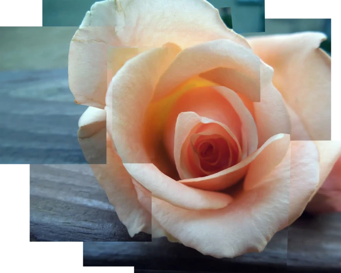 "Rosey", a stitched photograph from the River Road series, by Katelynn McAllister
