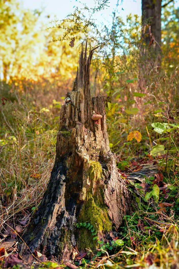 "Splintered", a photograph from the River Road series, by Katelynn McAllister
