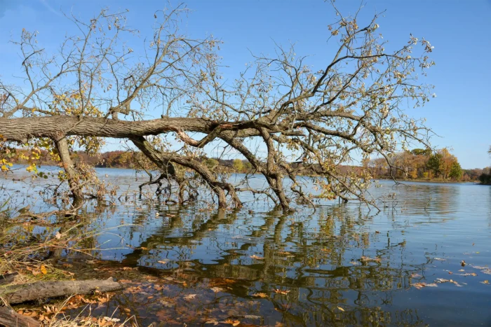 "Waterlogged", a photograph from the River Road series, by Katelynn McAllister